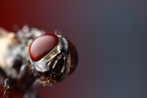 Ultra close-up of fly with bright red eyes on the green leaf