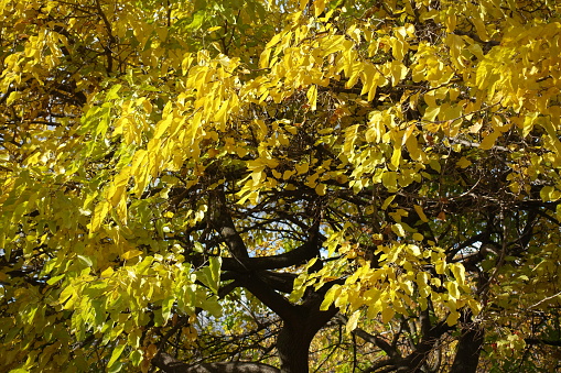 Dazzling yellow leaves of Gleditsia triacanthos Sunburst in late autumn. This tree is known also as honey locust and thorny locust. Surrey, England.