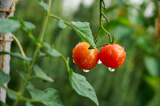 Close-up of a cherry tomato plant in the garden garden, nature and gardening