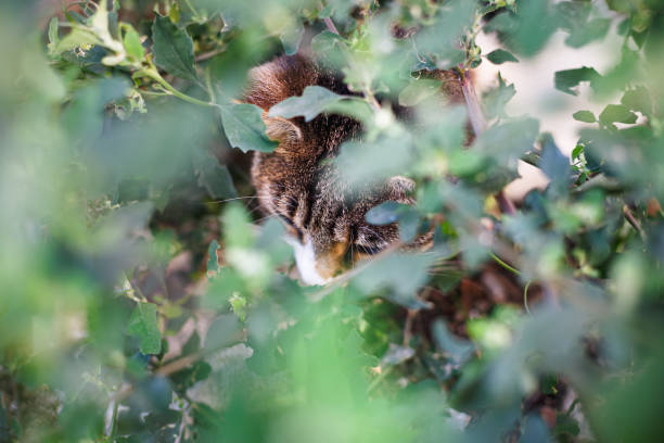 White tabby calico cat hiding in the bush on the ground in the garden