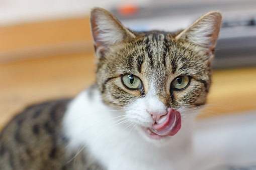 White tabby calico cat looking at camera and licking her whiskers