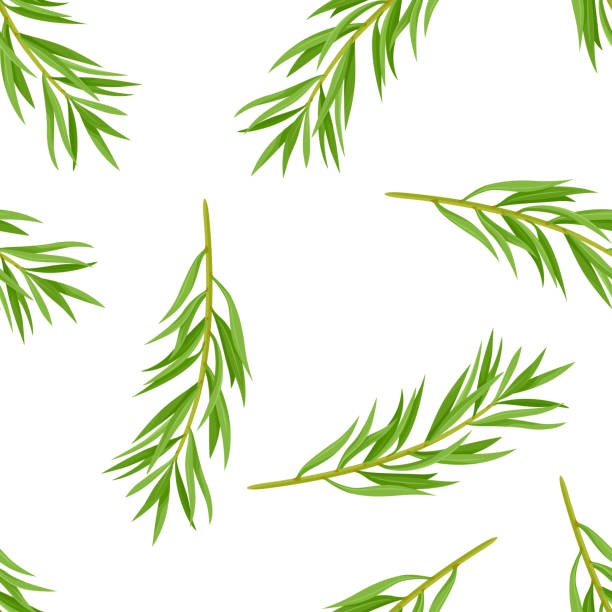 bezszwowy wzór drzewa herbacianego. tło botaniczne z zielonymi liśćmi melaleuca alternifolia. ilustracja wektorowa gałęzi ziół leczniczych w kreskówkowym płaskim stylu. - southern beech stock illustrations