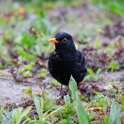 Early morning front view close-up of a single male common blackbird (Turdus merula) sitting on the ground, looking at the camera