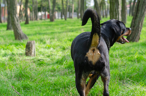 A large black dog stands in the middle of the trees on the green grass. A female Rottweiler. Rear view.