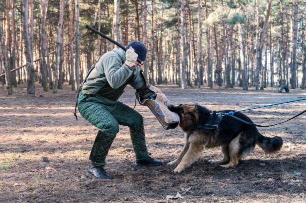 ジャーマンシェパードは口に一口の袖を持っています。大人の男性が棒で犬を打つためにスイングします。警備員と警備員の義務のための訓練犬。選択的フォーカス。ノイズ、グレイン効果� - weight training audio ストックフォトと画像