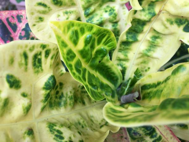 istock croton plant in a pot 1392720491