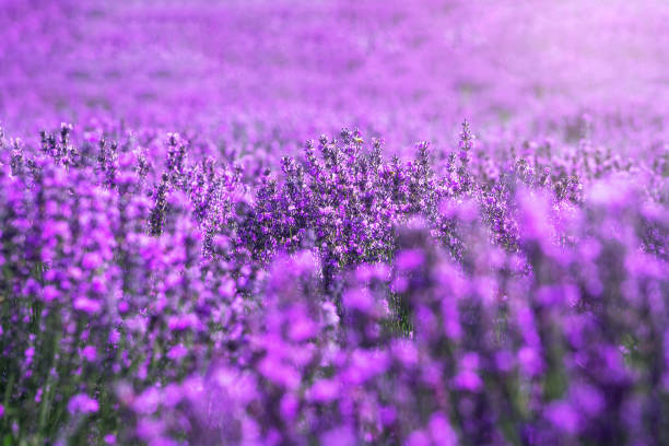 istock Lavender manor on a sunny day. 1392721160