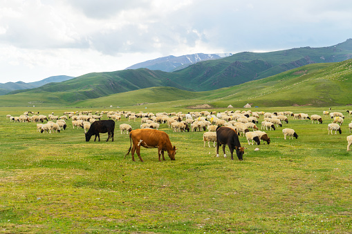 Pictures of sheep in the meadow. Shot in xinjiang, China.