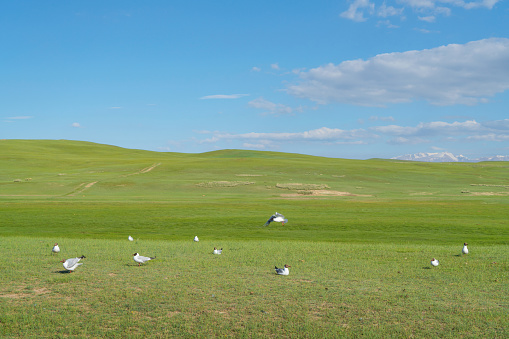 Grassland and birds with blue sky. Shot in xinjiang, China.