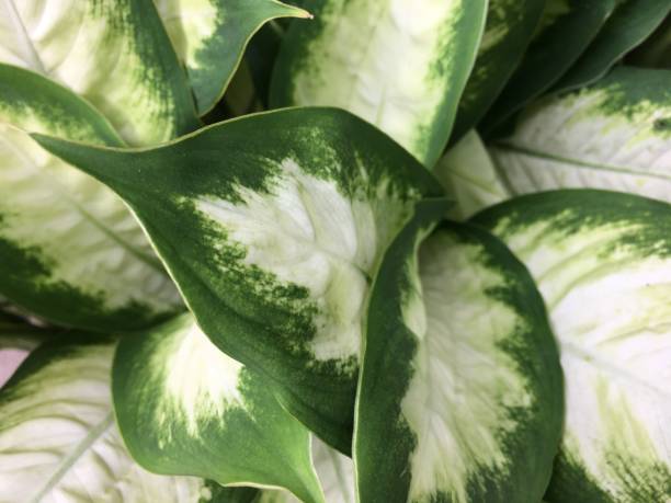 istock green and white leaves in a pot 1392721416