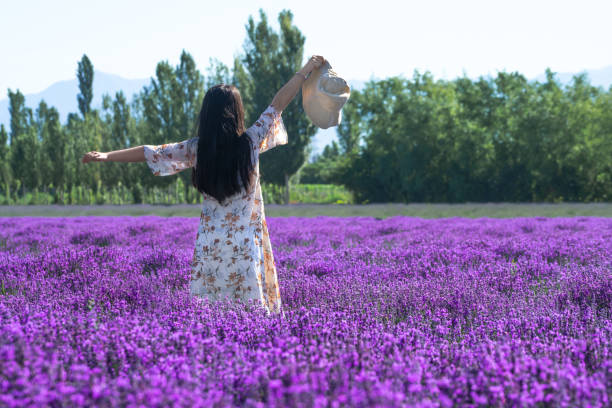 istock Lavender manor on a sunny day. 1392722726
