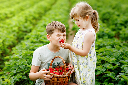 Two siblings, preschool girl and school boy having fun with picking on strawberry farm in summer. Children, sister and brother eat healthy organic food, fresh strawberries. Kids helping with harvest