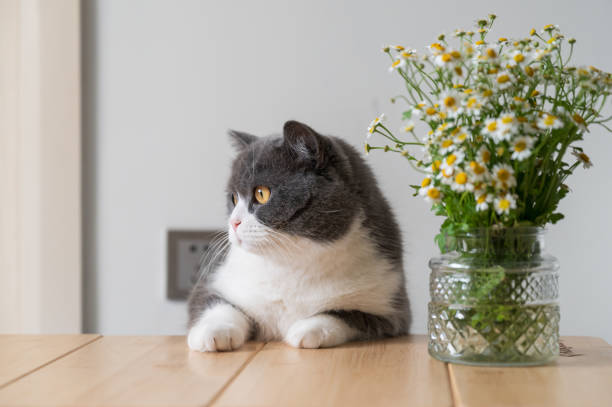 istock British Shorthair and Wild Chrysanthemum 1392723434
