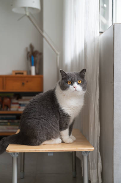 istock British shorthair cat sitting on small table 1392723436
