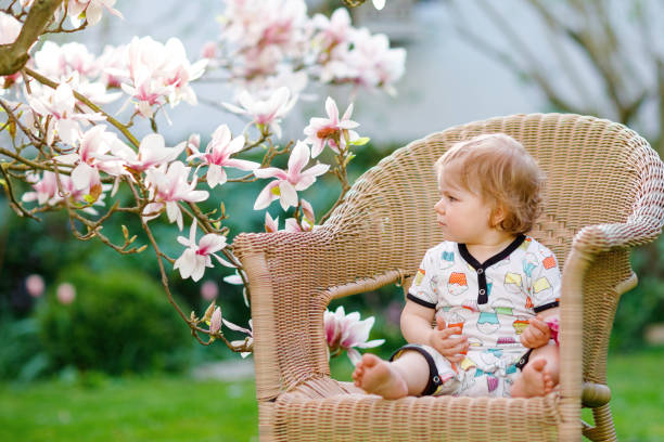 uma garotinha bonita sentada na cadeira grande no jardim. linda criança feliz e sorridente com árvore magnólia rosa florescendo ao fundo. criança saudável curtindo a estação da primavera. - sweet magnolia tree blossom white - fotografias e filmes do acervo