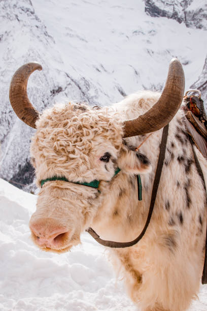 istock Yak with horns close-up. Yak's head 1392723665