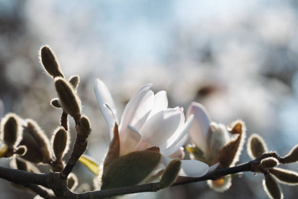 マグノリアステラータ星の花とつぼみのクローズアップ - sunlight flower magnolia flower head ストックフォトと画像