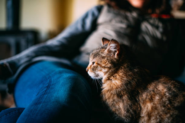 istock Beautiful Cat is Sitting at Home Next to its Owner 1392724810