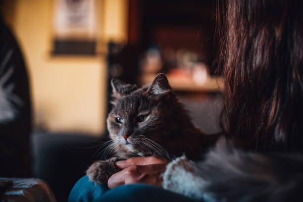 istock Beautiful Cat Sitting at Home on Owner's Lap 1392725561