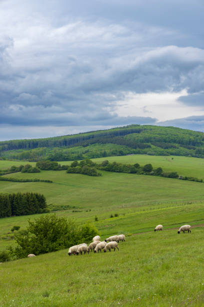 istock Spring landscape with white sheep in White Carpathians, Czech Republic 1392725865
