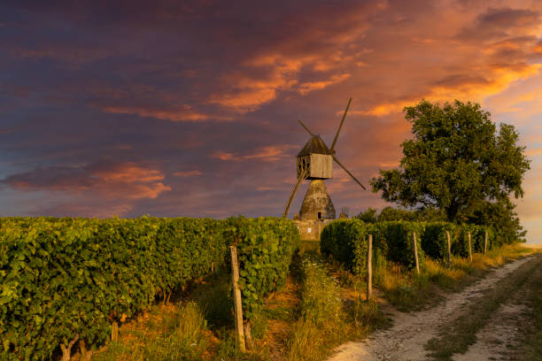Windmill of La Tranchee and vineyard near Montsoreau, Pays de la Loire, France stock photo