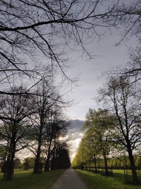 vista de ângulo longo da avenida arborizada em bushy park, londres - bushy park - fotografias e filmes do acervo