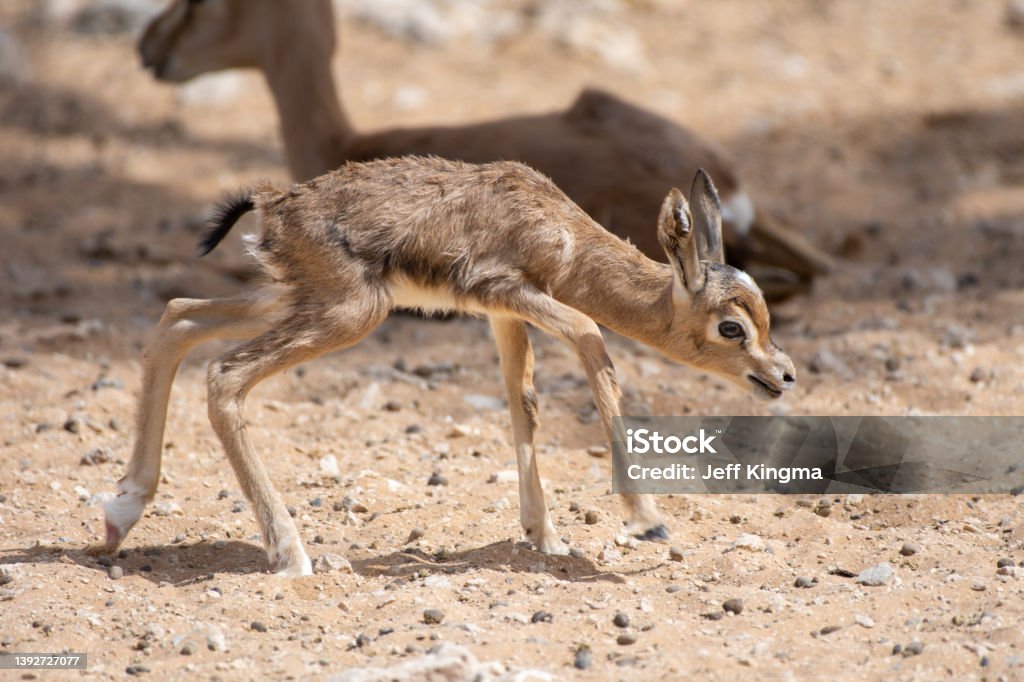 A close up of an Arabian Sand Gazelle (Gazella marica) baby walking along the ground in the United Arab Emirates (UAE). Animal Stock Photo