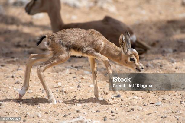 A Close Up Of An Arabian Sand Gazelle Stock Photo - Download Image Now