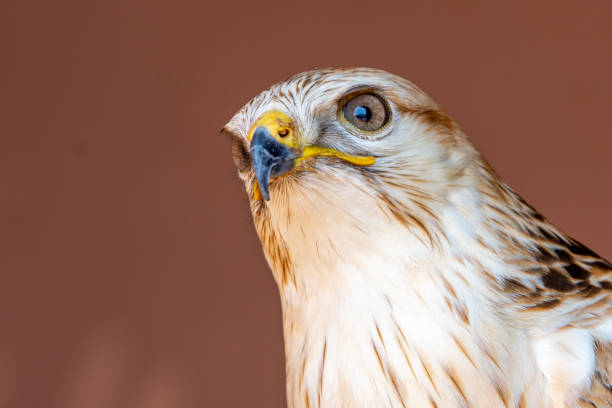 istock A long legged buzzard (Buteo Rufinus) head shot very close up. 1392727144