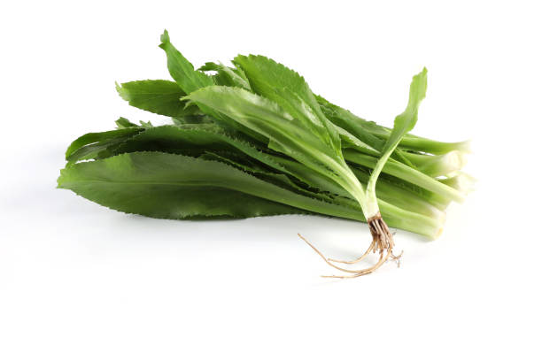 Long coriander, fresh green saw-leaf coriander on a white background Bundled together into an edible, fragrant herb. It is used for cooking and decorating food.