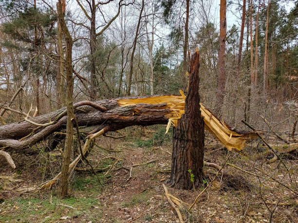 istock Nature, trees damaged by the storm 1392727510