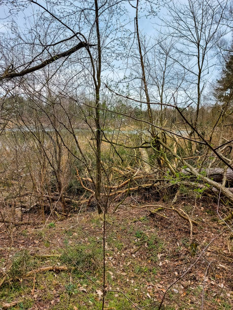 istock Nature, trees damaged by the storm 1392727519