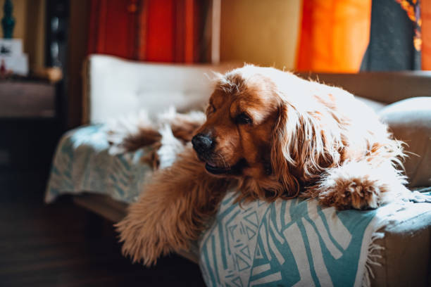 istock Fluffy Dog Lying in Bed at Home 1392728598