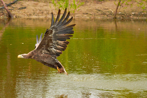 A hunting European eagle makes the landing above water, trees in the background. Grabs the prey in the lake with its claws. Detail, fish, impressive.