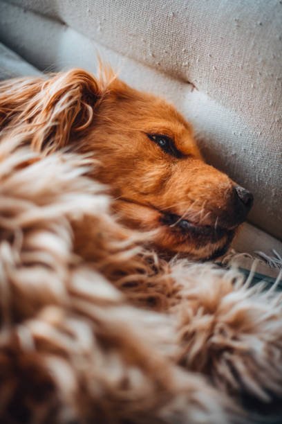 istock Fluffy Dog Lying in Bed at Home 1392732441