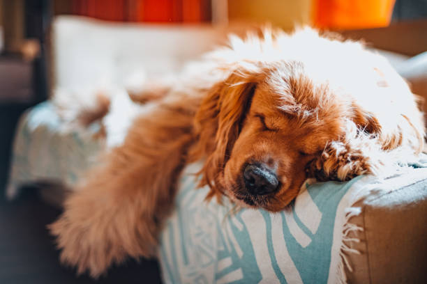 istock Fluffy Dog Lying in Bed at Home 1392732516