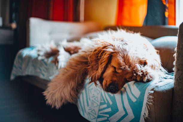 istock Fluffy Dog Lying in Bed at Home 1392732522