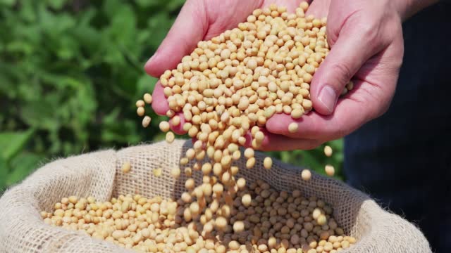 Hands full of soybean in jute sack, slow motion