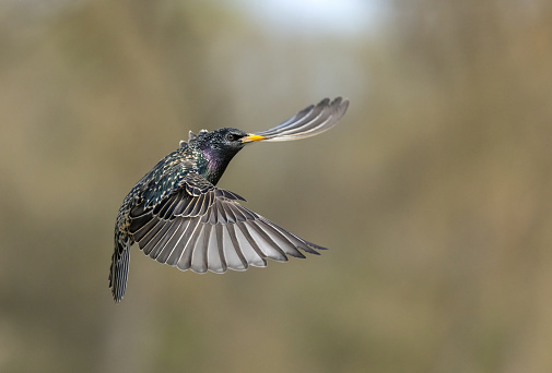 Flying common starling (Sturnus vulgaris).