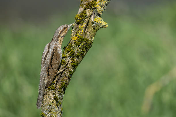 istock Eurasian wryneck 1392735727