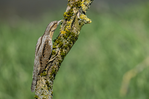 Eurasian wryneck (Jynx torquilla) perching on an elder tree.
