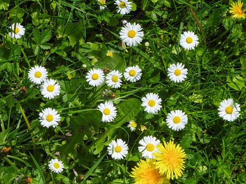 View from above of a spring meadow with blooming daisies (Bellis perennis) and dandelions (Taraxacum officinale)