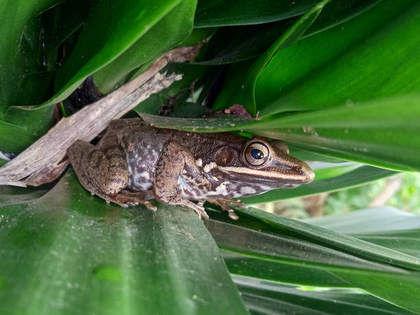 istock a frog that is perched among the dense leaves, background 1392738888