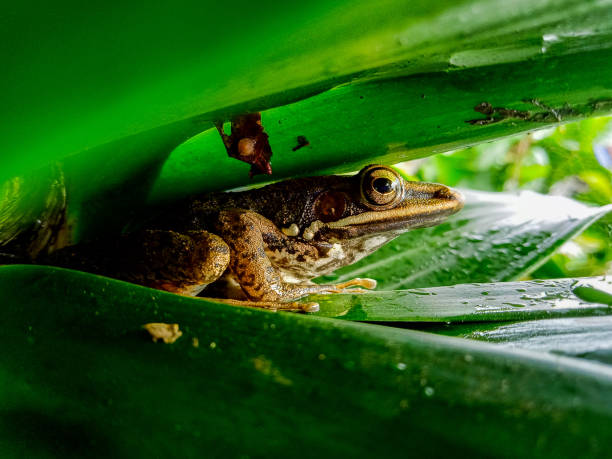 istock stone frog sitting on a banana leaf 1392738964