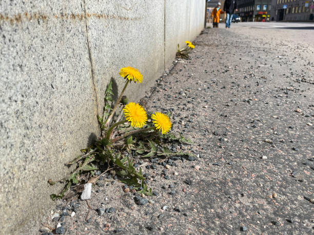 istock Yellow flower growing on crack street, soft focus, blank text 1392739069
