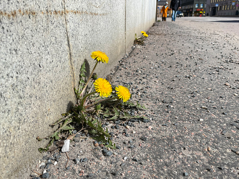 Hope - concept, Flower, Street, City, Sidewalk