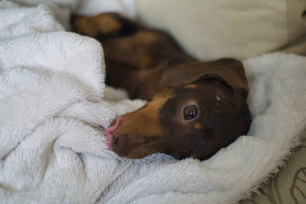 istock Dachshund reclining on White fur blanket 1392739115