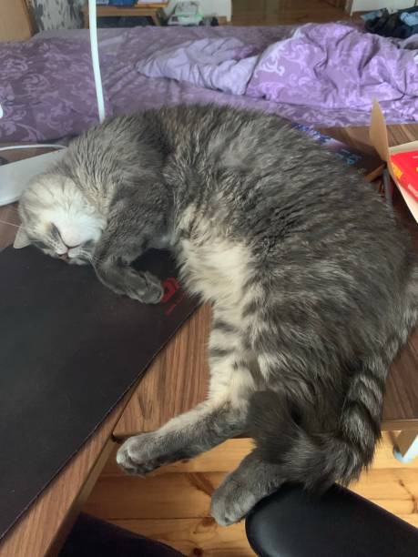 istock adult domestic cat have a fun 1392739903