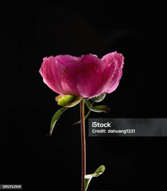 Paeonia Flower In Bloom On Black Background Stock Photo - Download Image Now - Flower, Black Color, Cut Out