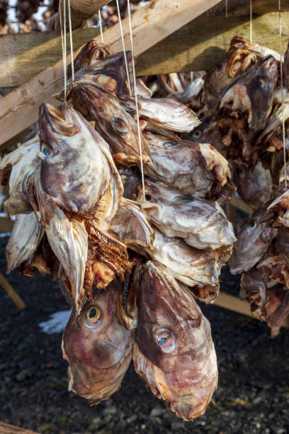 istock Fish  drying racks with cod near Reine. Lofoten islands Norway 1392742423